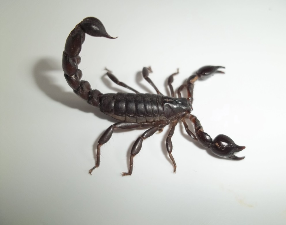 O veneno do escorpião preto (Bothriurus bonariensis) tem a sua composição estudada em pesquisa no Mestrado em Ciências Biológicas da Unipampa.