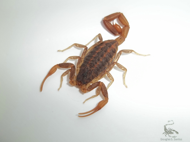 Escorpião amarelo (Tityus uruguayensis) é um dos animais estudados por Douglas em sua pesquisa no mestrado.