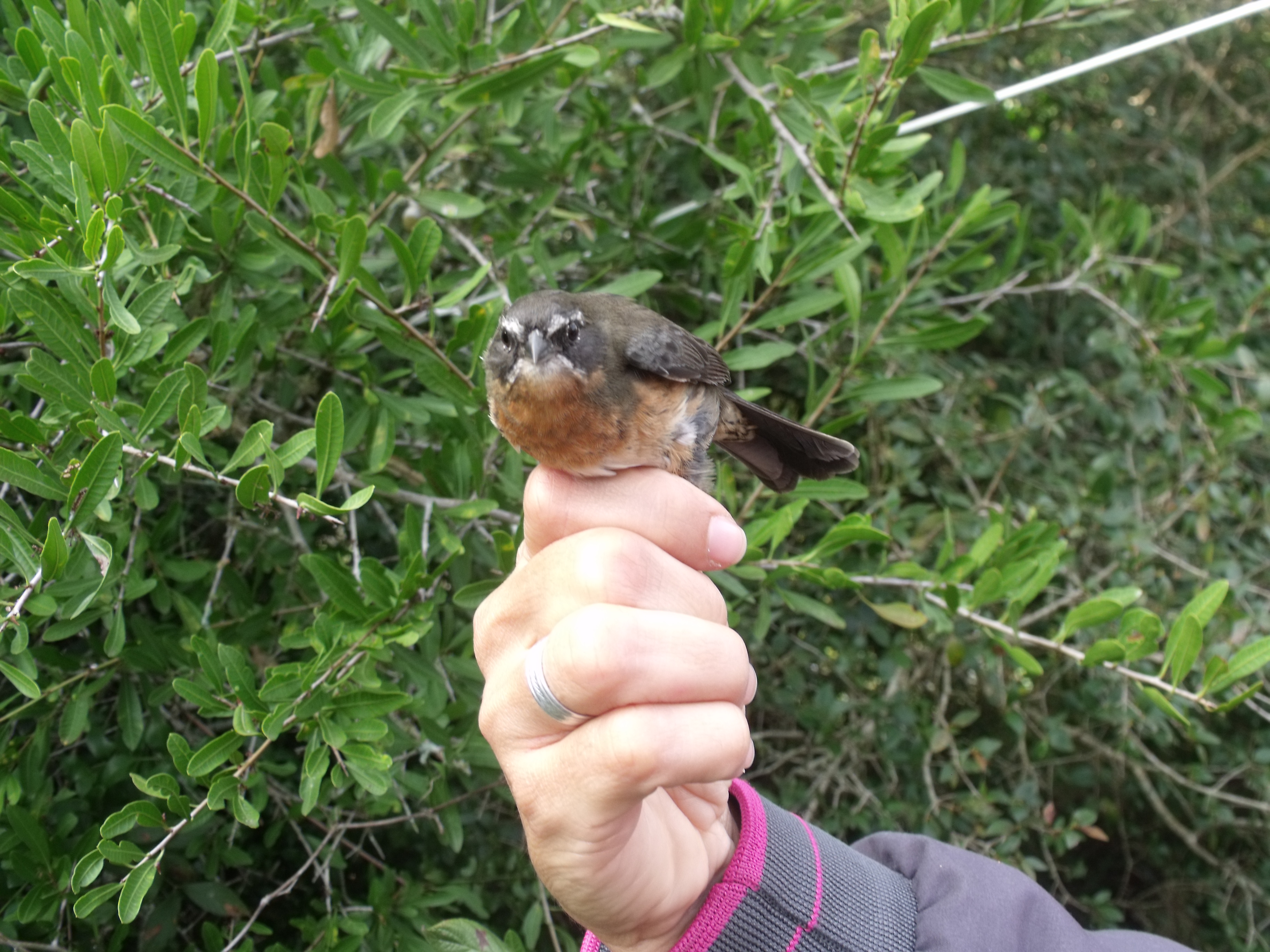 A ave conhecida pelo nome popular quem-te-vestiu faz parte da avifauna pesquisada no Campus São Gabriel