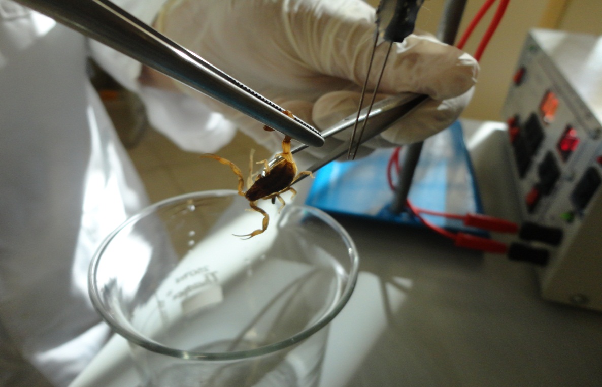 A extração do veneno é feita por meio de estímulos elétricos aplicados ao télson, parte da cauda do escorpião na qual estão as glândulas secretoras do veneno