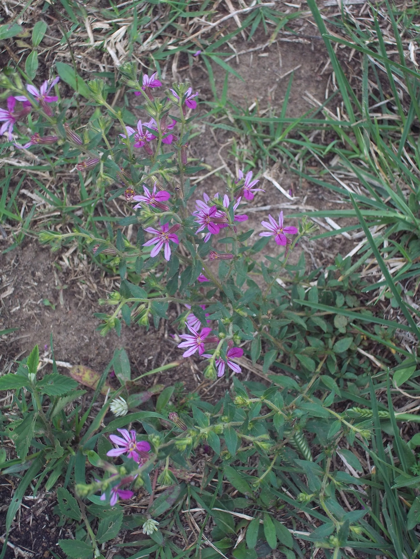 A planta conhecida como sete-sangrias teve seus componentes bioativos estudados no Mestrado em Ciências Farmacêuticas