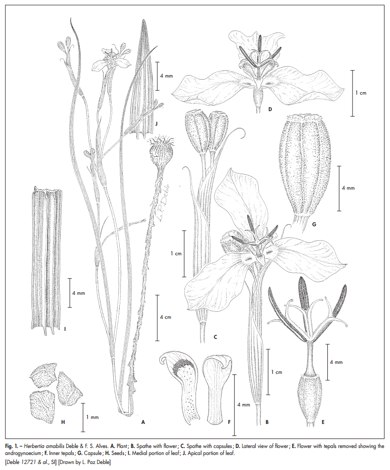 ilustração herbertia